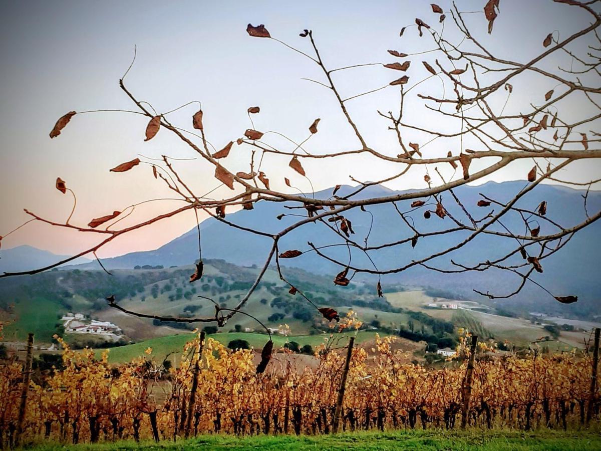 Tenuta Grimaldi Wine Resort Matelica Exterior foto